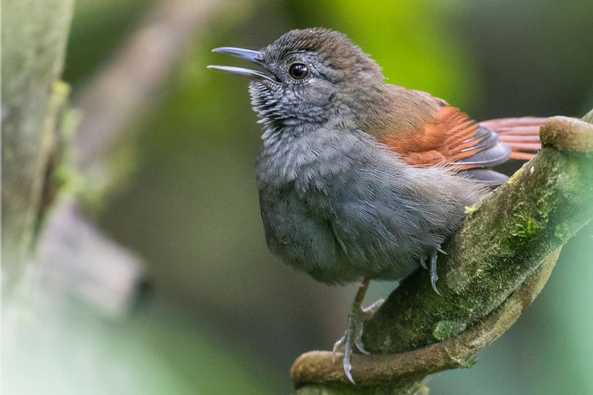 Nuevos individuos del Pijuí del Marañon fueron encontrados
